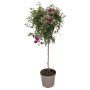 GROW by OBI Fuchsie als Stamm, ca. 110cm hoch, mit violett-roten Blüten im Topf.