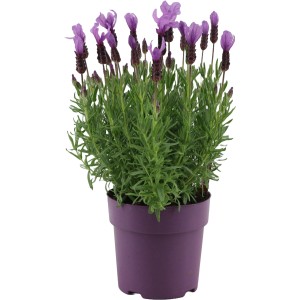 Schopflavendel "Beatle" Topf-Ø ca. 15 cm Lavandula stoechas Anouk