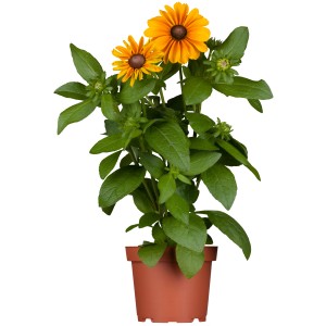 Gelber, rauer Garten-Sonnenhut (Rudbeckia) im Topf, ca. 13 cm Ø. Dekorative Balkonpflanze.