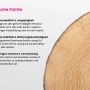 Detailaufnahme Holzquerschnitt der Alpholz Gartenhaus Maria-28 Natur, Holzmaserung sichtbar.