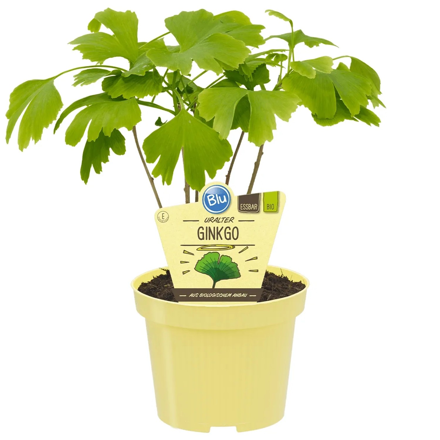 ficus carica zimmerpflanze Winterharte Echte Feige Ficus carica Bornholms Stämmchen 60-80 cm  Feigenbaum für Garten Balkon Kübelpflanze