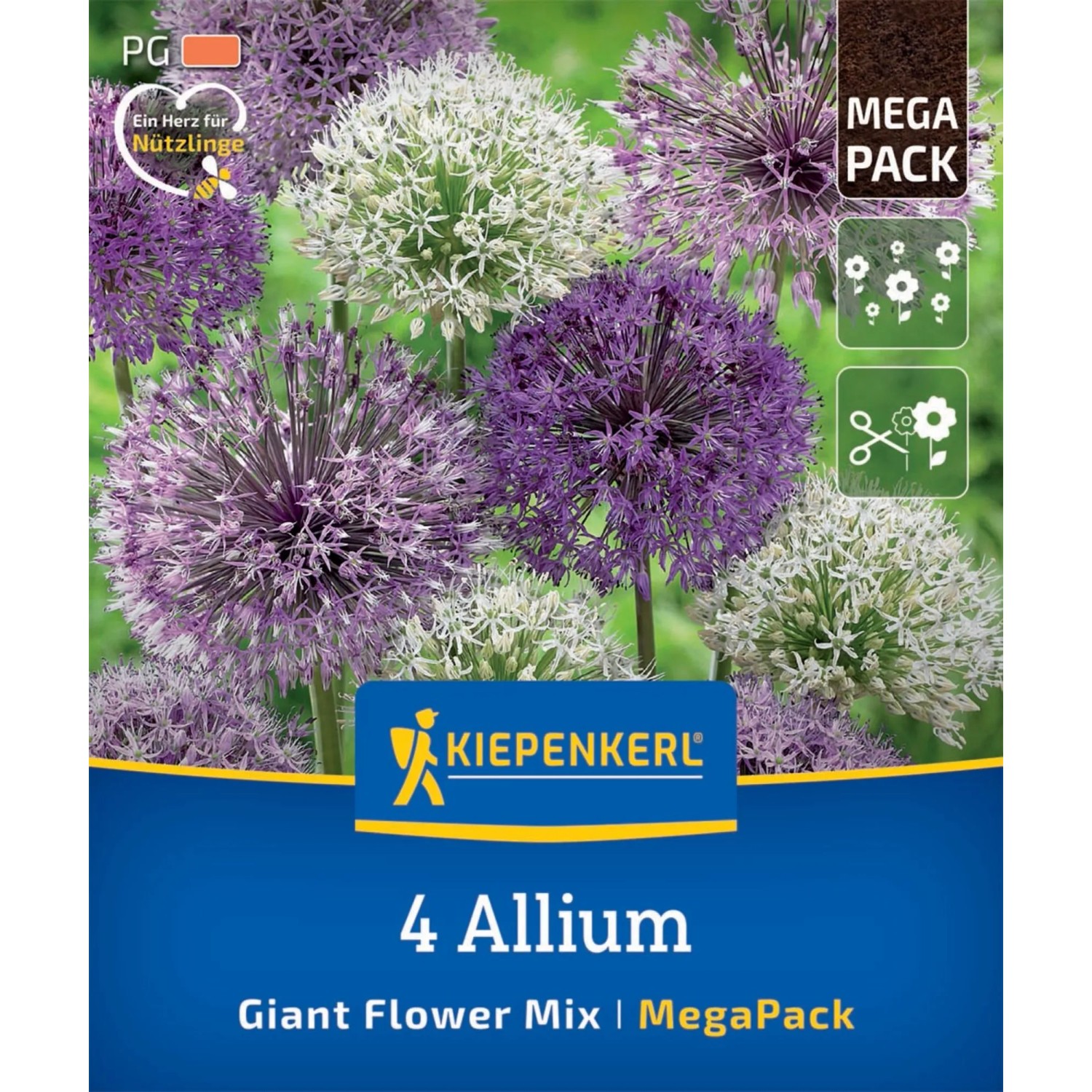 Kiepenkerl Zierlauch Mega-Pack: Großblumige Mischung in Violett und Weiß, 4 Stück.