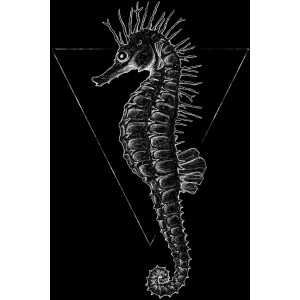 Komar Wandbild Sea Horse Black, 40x50cm, mit detaillierter Seehecht-Illustration auf schwarzem Hintergrund.