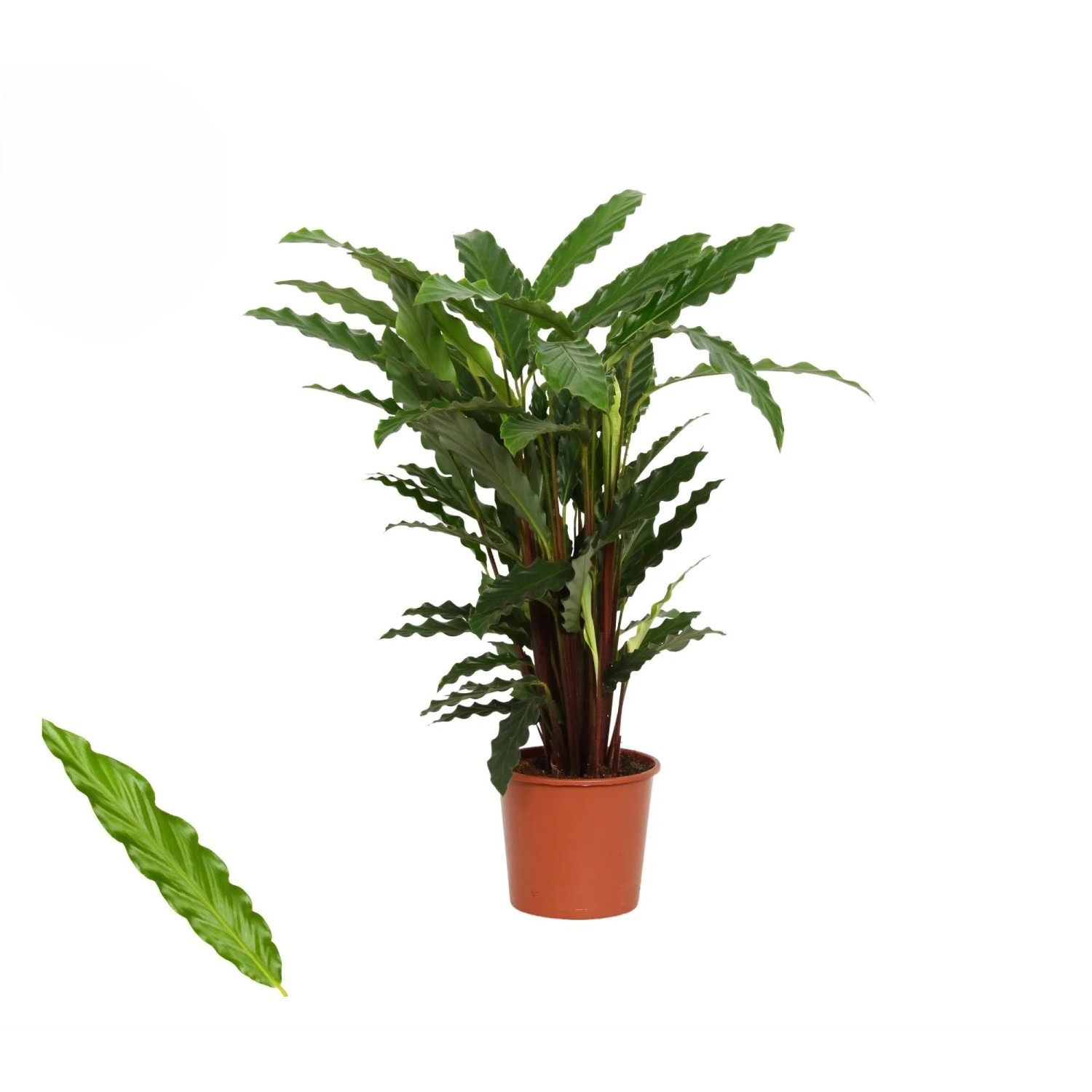 Calathea kaufen bei OBI