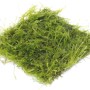 Dennerle Aquariumpflanze Taxiphyllum Barbieri Pad, 9x9 cm, grünes Moos.