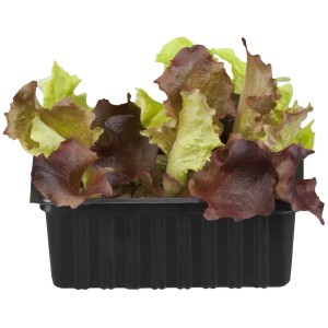 Salat Lollo Mix Duo im 6er Pack: Roter und grüner Pflücksalat in einer schwarzen Schale.