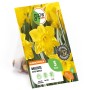 Verpackung GROW by OBI Narzisse Dutch Master, gelbe großkronige Blumenzwiebeln, 5 Stück.