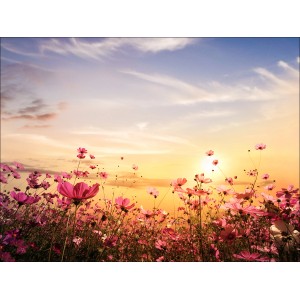 Leinwandbild Summer Meadow mit rosa Blumen und Abendhimmel, 77x57 cm.