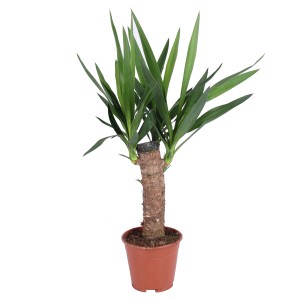 Grünpflanze im Topf, ca. 50-65 cm hoch. Dekorative Zimmerpflanze für helle Standorte.