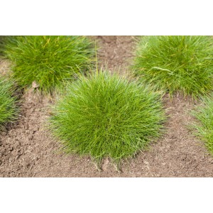 Bärenfell Schwingel 'Ami Green' im Topf, ein Ziergras mit dichten, grünen Halmen.