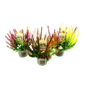 Knospenblüher-Heide Calluna vulgaris, 3-fach sortiert im Topf. Verschiedene Farben.