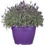 Schopf-Lavendel Violett im Topf (ca. 35cm Ø). Duftende, bienenfreundliche Kübelpflanze.