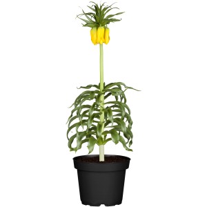 Kaiserkrone (Fritillaria imperialis) im Topf, gelbe Blüten, grüne Blätter. Zierpflanze für Garten und Kübel.