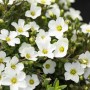 Detailaufnahme der weißen Blüten des GROW by OBI Sandkraut "Ronda" im 13 cm Topf.