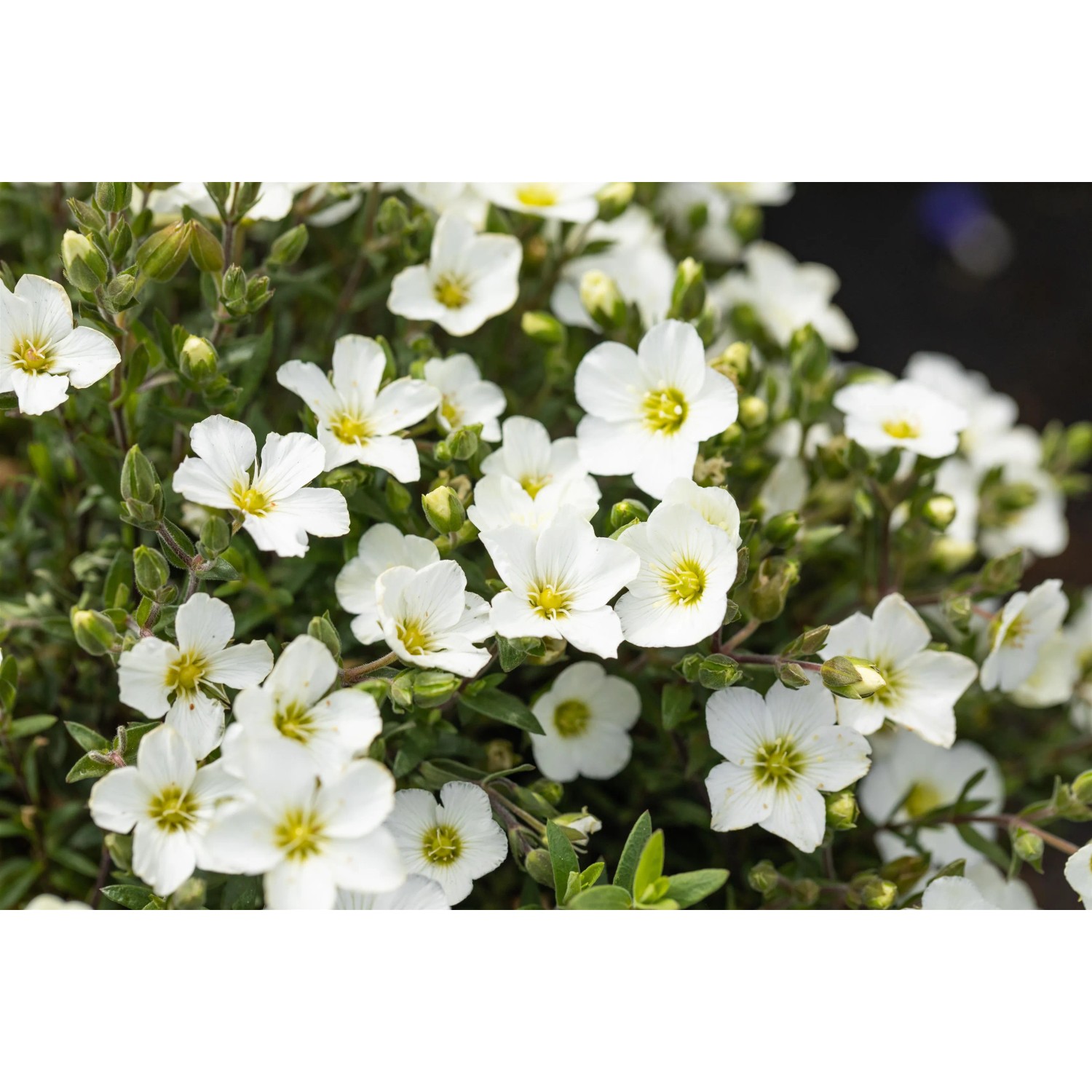 Detailaufnahme der weißen Blüten des GROW by OBI Sandkraut "Ronda" im 13 cm Topf.