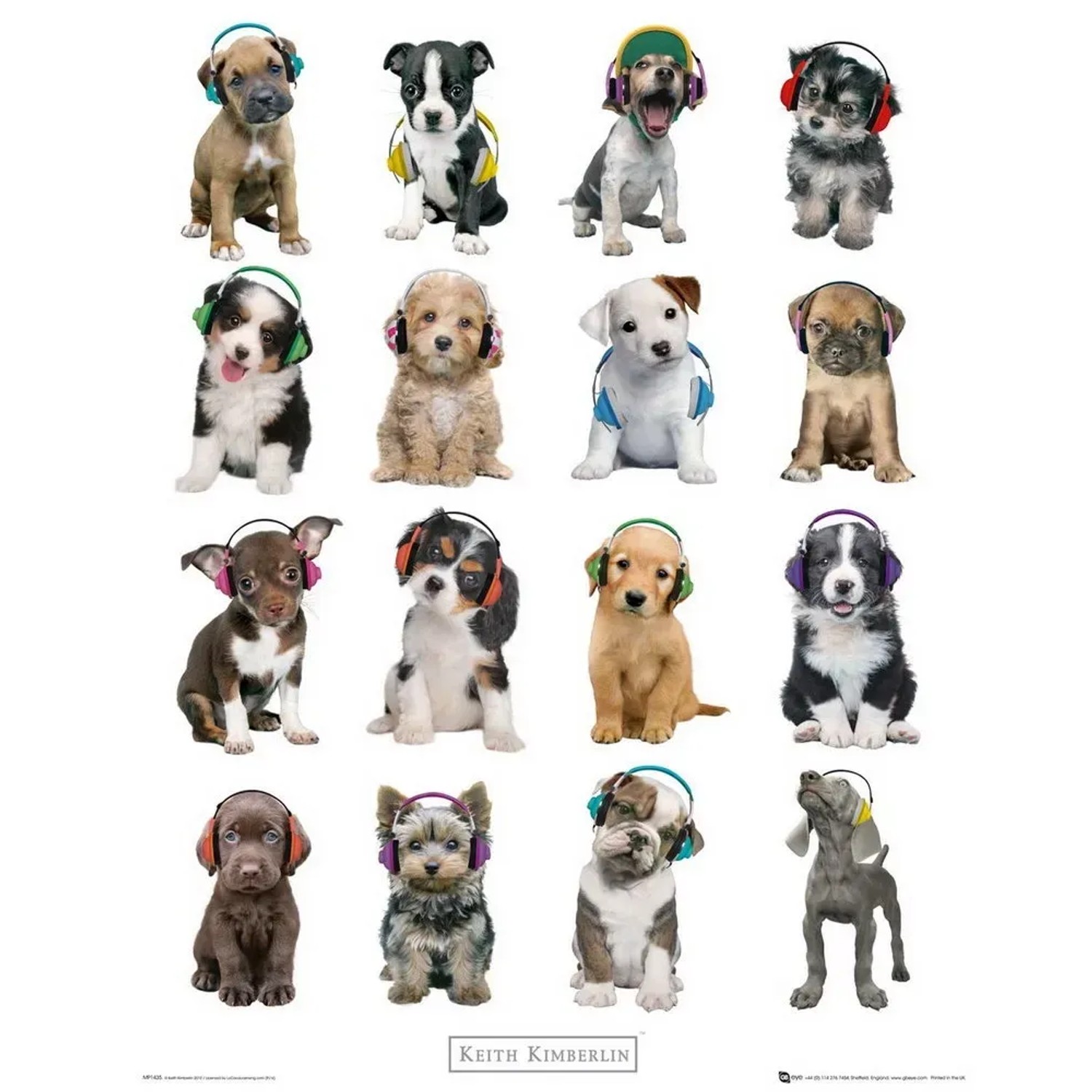 Deco Panel Fertigbild mit verschiedenen Welpen mit Kopfhörern, 40x50 cm.