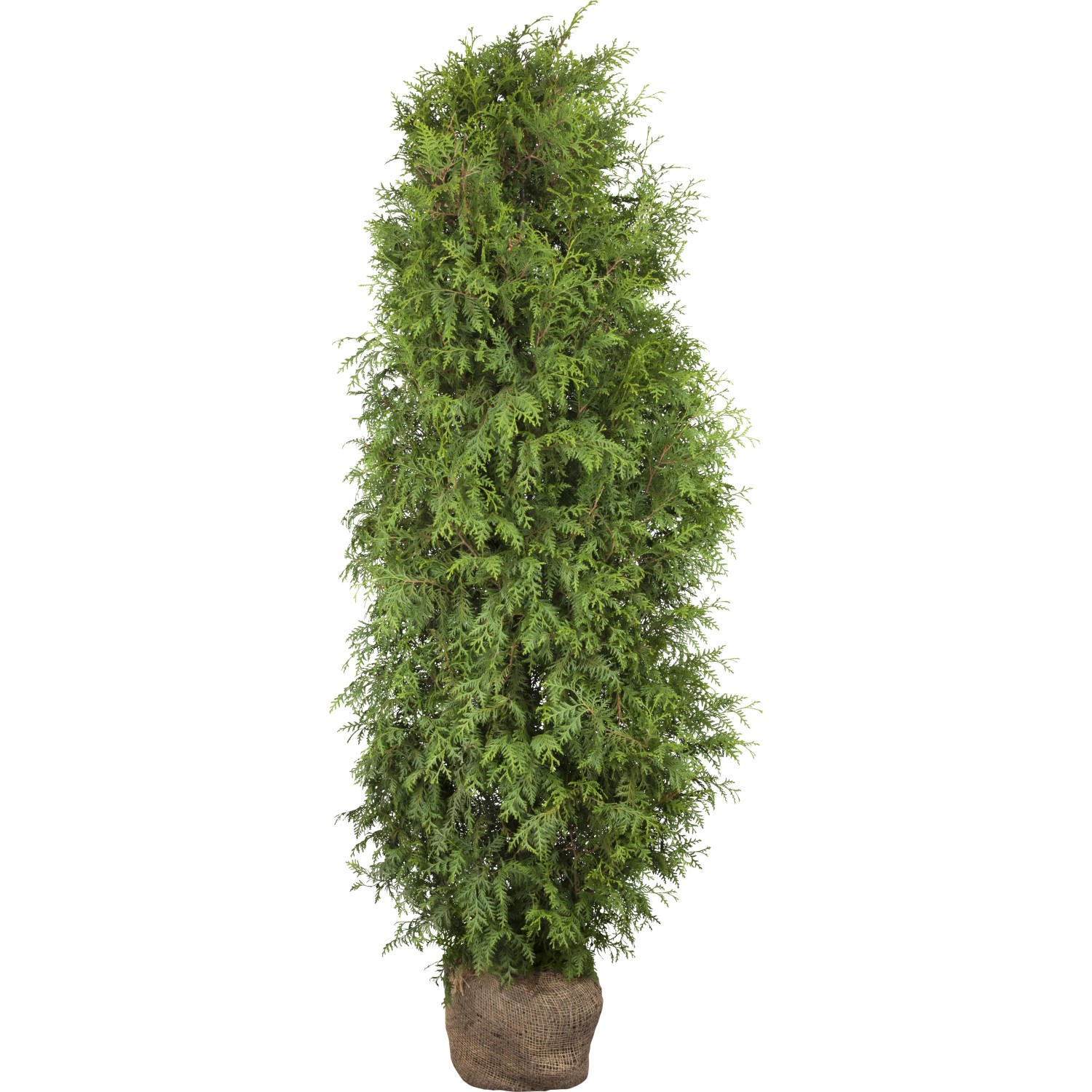 Lebensbaum "Brabant" Set  20 Stck Hhe ca. 180 - 200 cm Ballenware Thuja  kaufen bei OBI