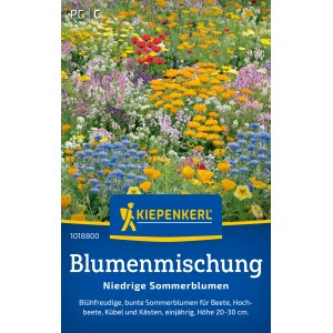 Kiepenkerl Sommerblumenmischung "Niedrige" mehrfarbig: Bunte, niedrige Blumen für Beet und Kübel.