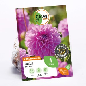 GROW by OBI Dahlie Pink Pop, rosa Blüte, Höhe ca. 75cm.
