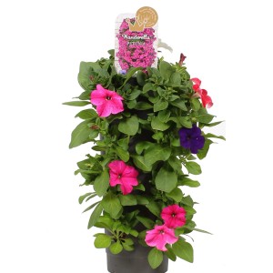 Petunie Wandhänger Wanderella mit rosa, violetten und roten Blüten im Topf.