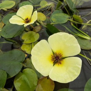 GROW by OBI Seerosenähnlicher Wassermohn Topf-Ø ca. 11 cm Hydrocleys nymphoides