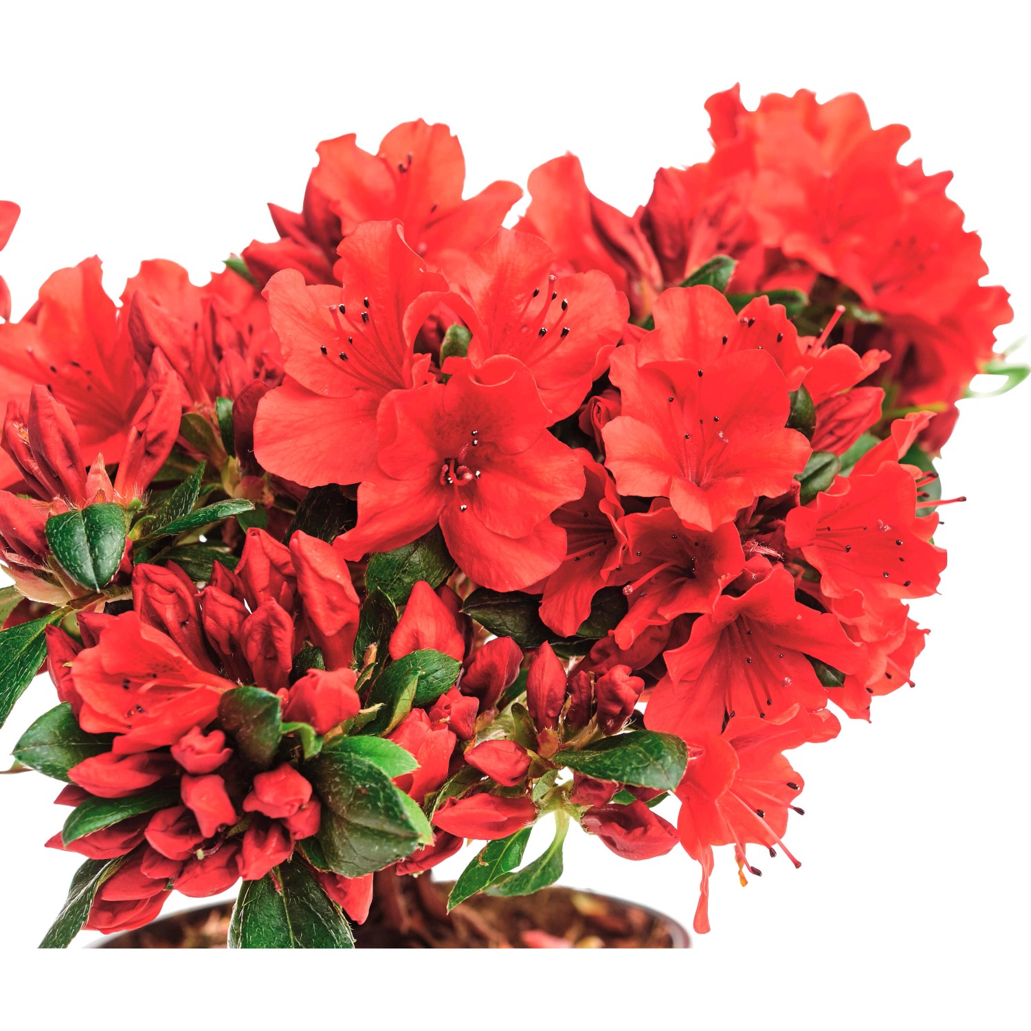 Japanische Azalee "Sandys Fire" Rot TopfØ ca. 17 cm Rhododendron