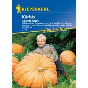 Kiepenkerl Kürbis 'Atlantic Giant' mit Kind und riesigen Kürbissen im Garten.