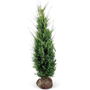 Eibe Set à 15 Stück Höhe ca. 160 - 180 cm Ballenware Taxus baccata