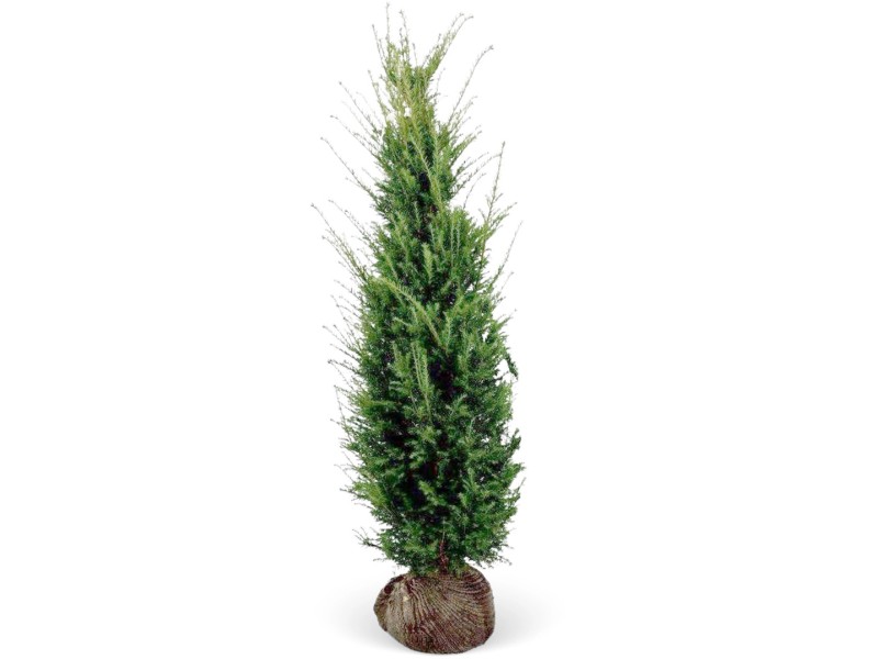 Eibe Set à 15 Stück Höhe ca. 160 180 cm Ballenware Taxus baccata