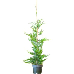 Leyland-Zypresse im Topf, ca. 80-100 cm hoch, ideal für Hecken.