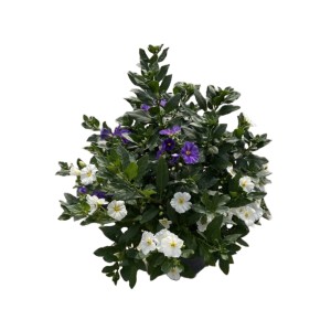 Enzianstrauch Busch mit blauen und weißen Blüten im Topf, ca. 60 cm hoch.