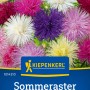 Kiepenkerl Sommeraster Strahlen Mischung, mehrfarbig. Blüten in Weiß, Lila, Rosa und Gelb.