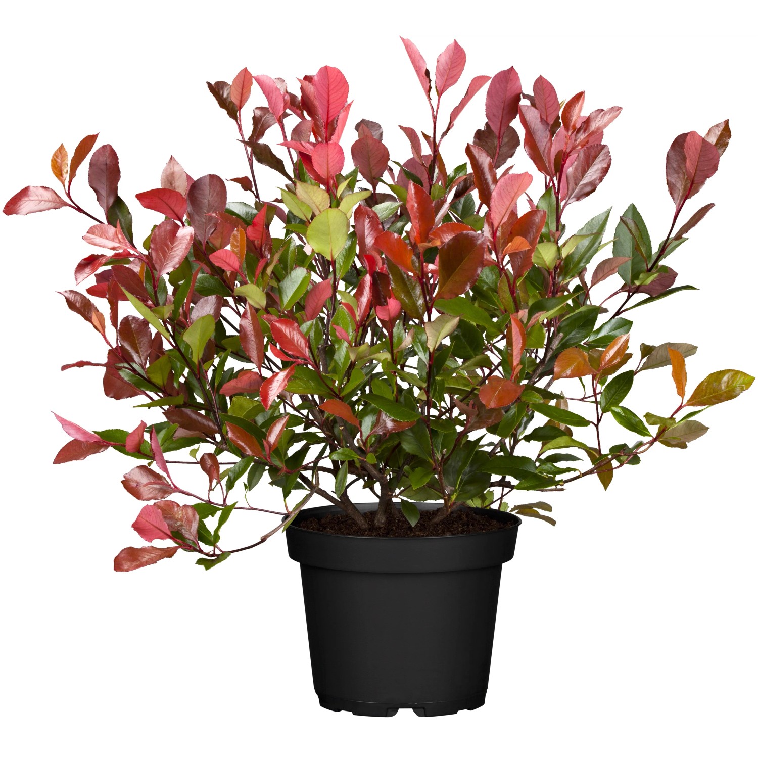 Glanzmispel "Pink Crispy" Hhe ca. 30 - 40 cm Topf ca. 5 l Photinia kaufen  bei OBI