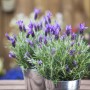 GROW by OBI Schopflavendel "Anouk Dark Purple" ca. 20 cm Lavandula stoechas_6