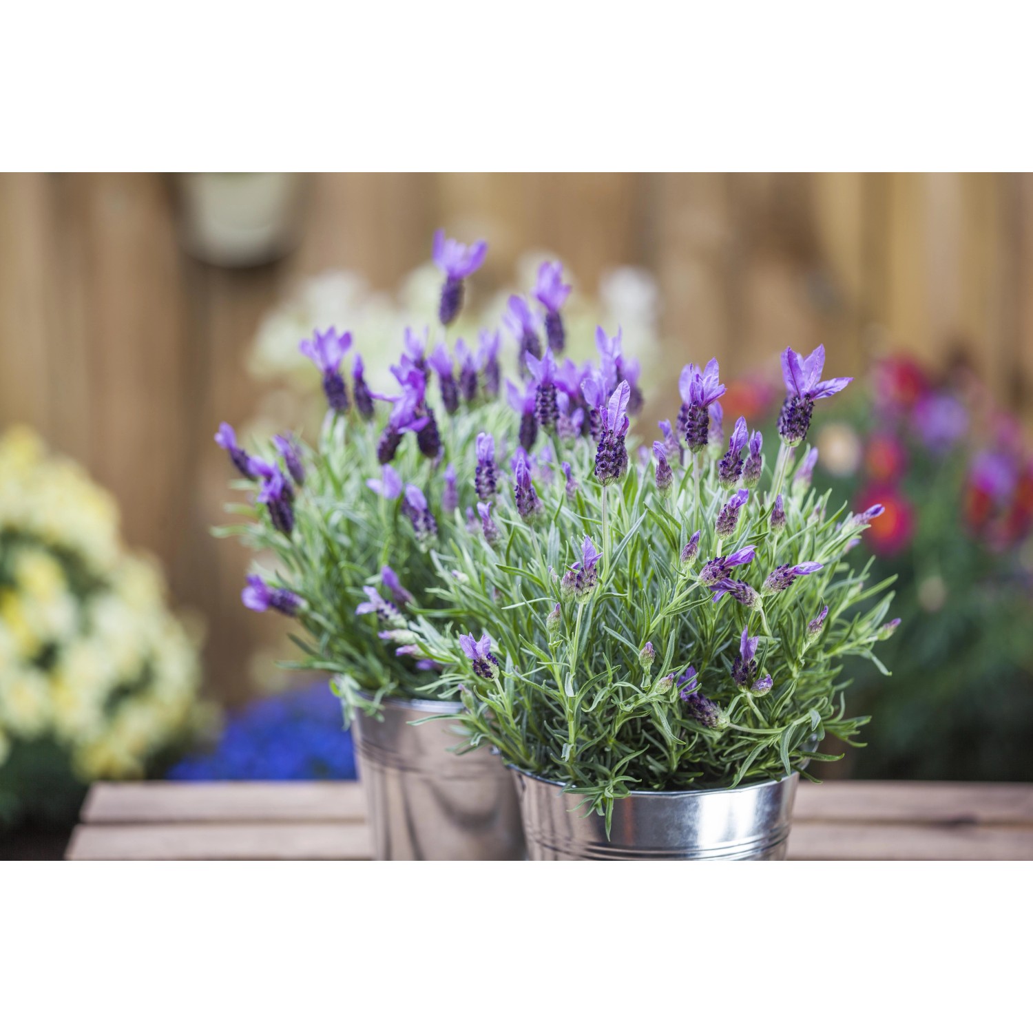 GROW by OBI Schopflavendel "Anouk Dark Purple" ca. 20 cm Lavandula stoechas_6