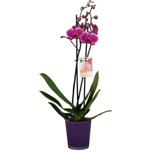 GROW by OBI Schmetterlingsorchidee Rosa ca. 60 - 70 cm Phalaenopsis