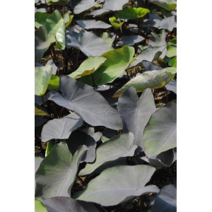 Elefantenohren Sortenmix im Topf, Colocasia esculenta mit großen, teils dunklen Blättern. Teichpflanze für den Gartenteich.