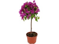 47+ Bougainvillea Kaufen Obi, Heller standort • farbenprächtig