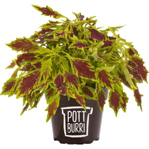 Pottburri Blutnessel im Topf, grüne und rote Blätter, Topf aus Sonnenblumenschalen.