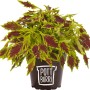 Pottburri Blutnessel im Topf, grüne und rote Blätter, Topf aus Sonnenblumenschalen.