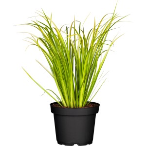 GROW by OBI Kalmus "Ogon" Topf-Ø ca. 14 cm Zierpflanze Acorus gramineus