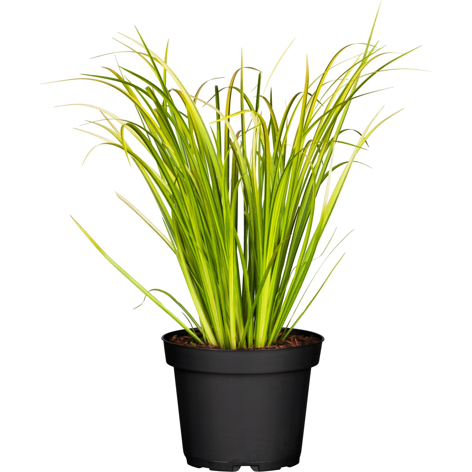 GROW by OBI Kalmus "Ogon" TopfØ ca. 14 cm Zierpflanze Acorus gramineus