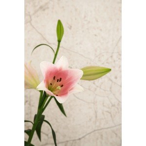 Schöner Wohnen Vliestapete Steinoptik Beige: Detailaufnahme einer rosa Lilie vor der Tapete.