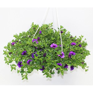 Blühende Beetpflanzen-Ampel mit blauem Farbthema im 27 cm Topf.