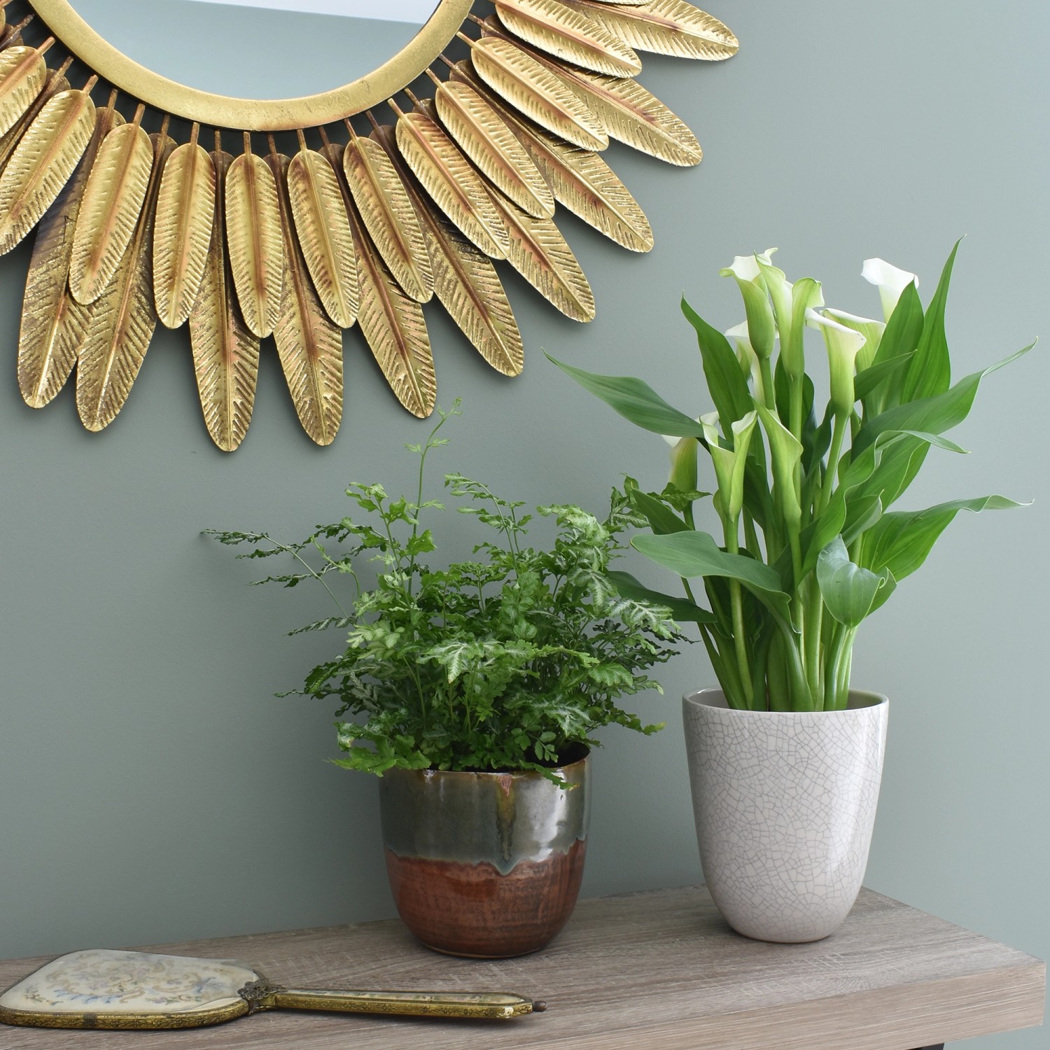 Zimmerpflanzen in Töpfen auf Tisch, Westland Zimmerpflanzenerde für gesundes Wachstum.