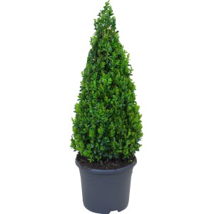 Buchsbaum Pyramide im Topf, ca. 50-60 cm hoch, ideal für Formschnitt.