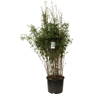 Gartenbambus Black Pearl im Topf, ca. 125-150 cm hoch, mit dunklen Halmen und grünen Blättern.