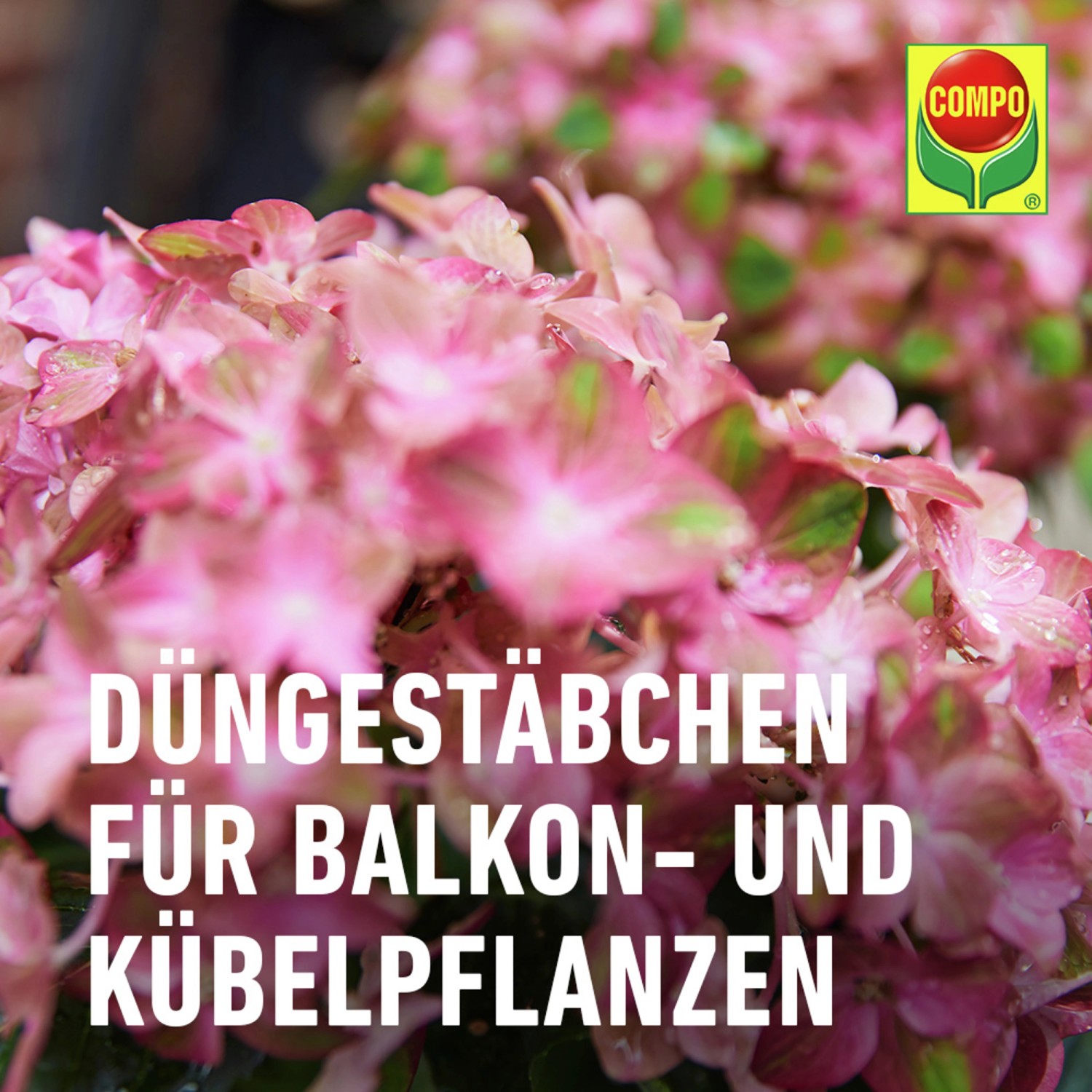 Compo Düngestäbchen für Balkon- und Kübelpflanzen mit Guano 30 Stäbchen_5