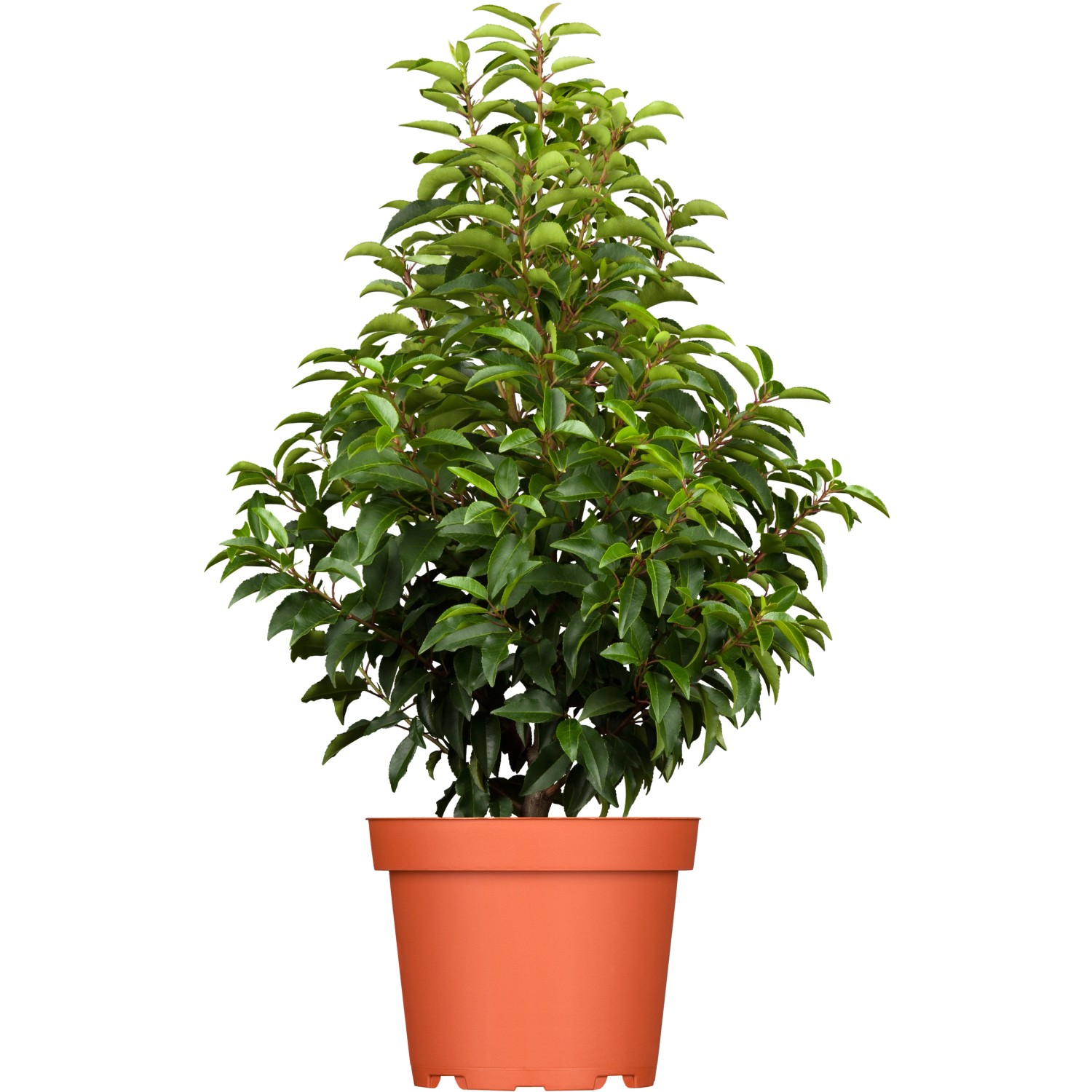 GROW by OBI Portugiesischer Kirschlorbeer Höhe ca. 80100cm Topf ca.7,5