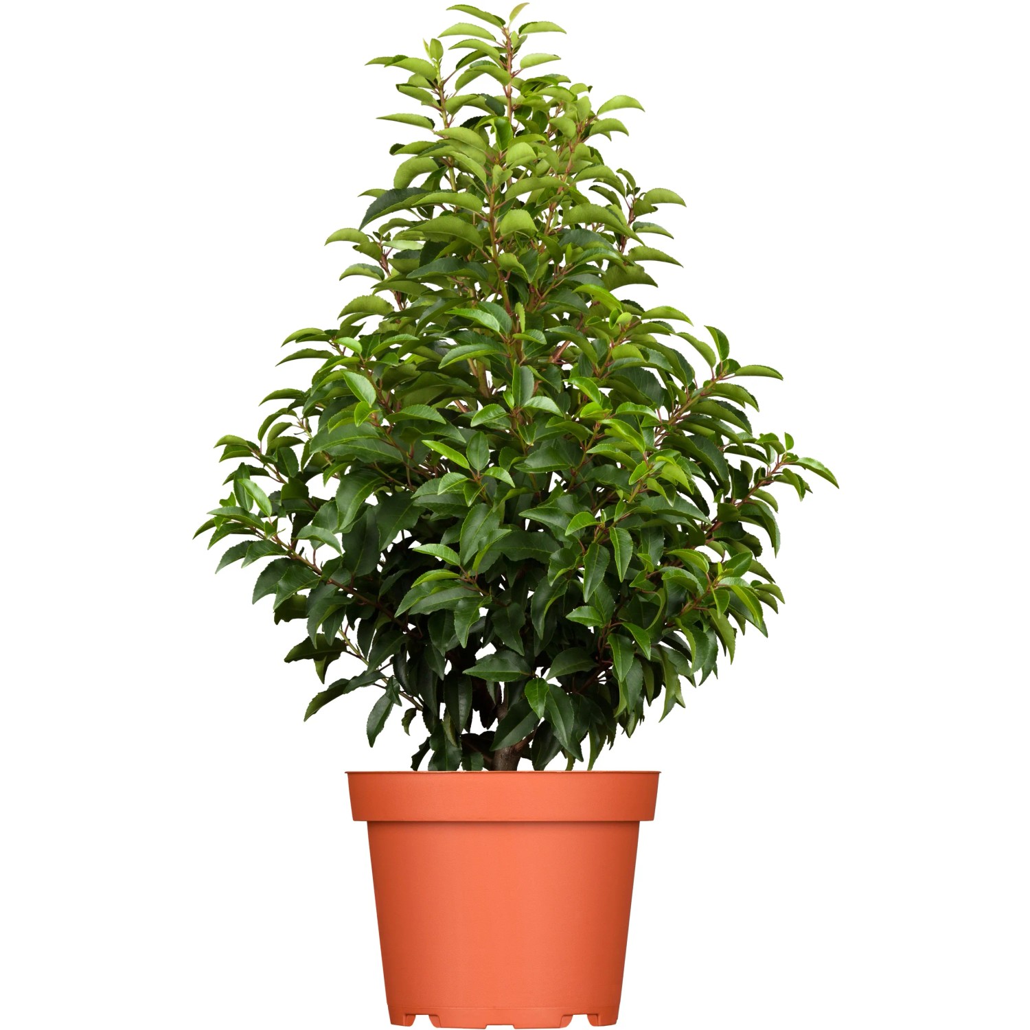 GROW by OBI Portugiesischer Kirschlorbeer Hhe ca. 80-100cm Topf ca.7,5 l  Prunus kaufen bei OBI